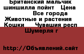 Британский мальчик шиншилла-пойнт › Цена ­ 5 000 - Все города Животные и растения » Кошки   . Чувашия респ.,Шумерля г.